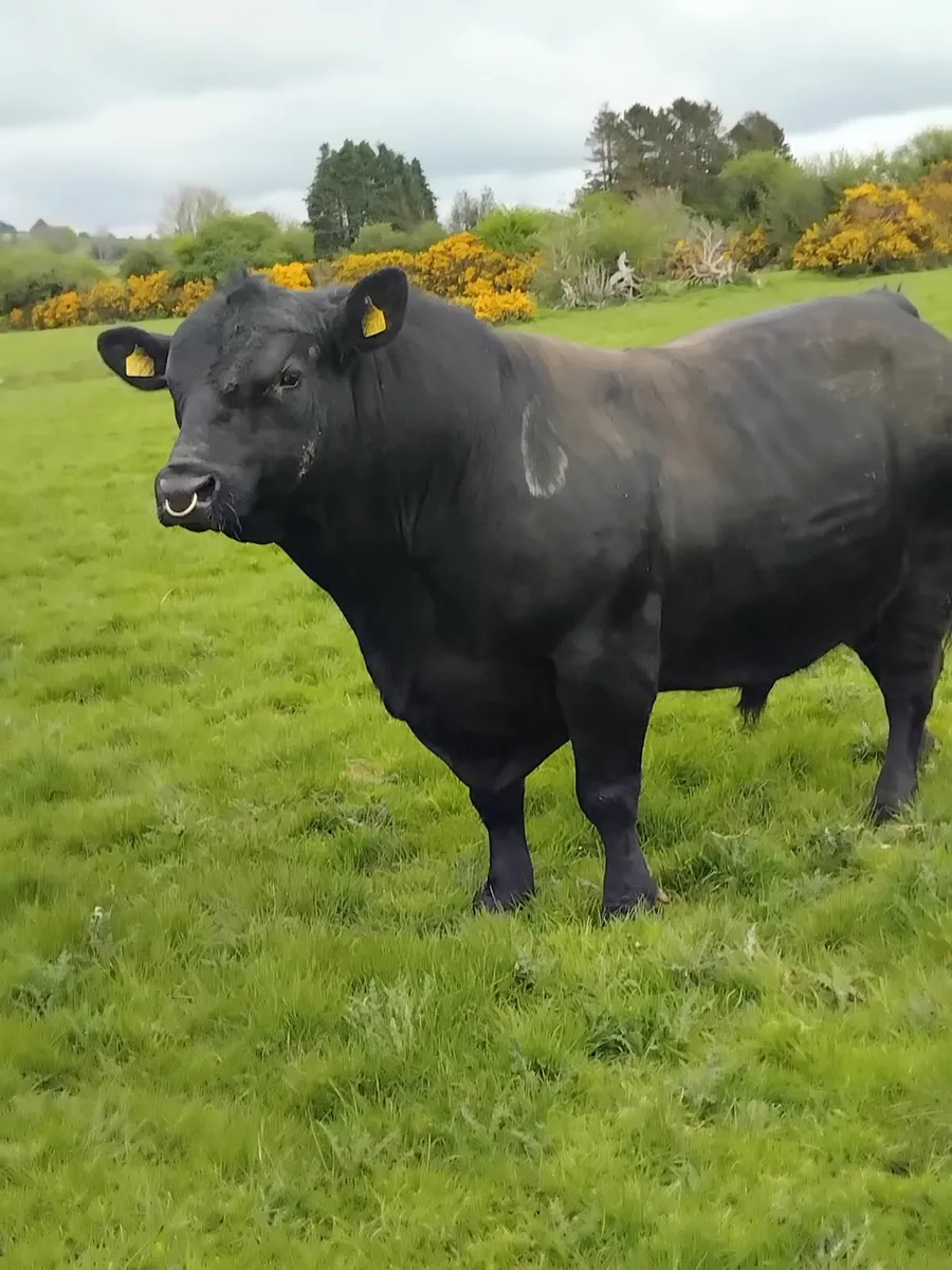 Angus bull - Image 1