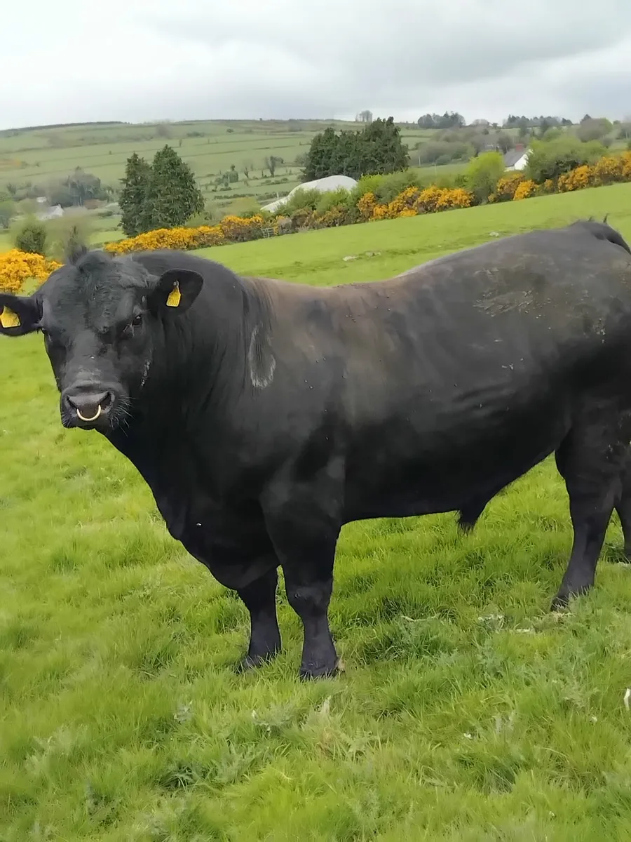 Angus bull - Image 2