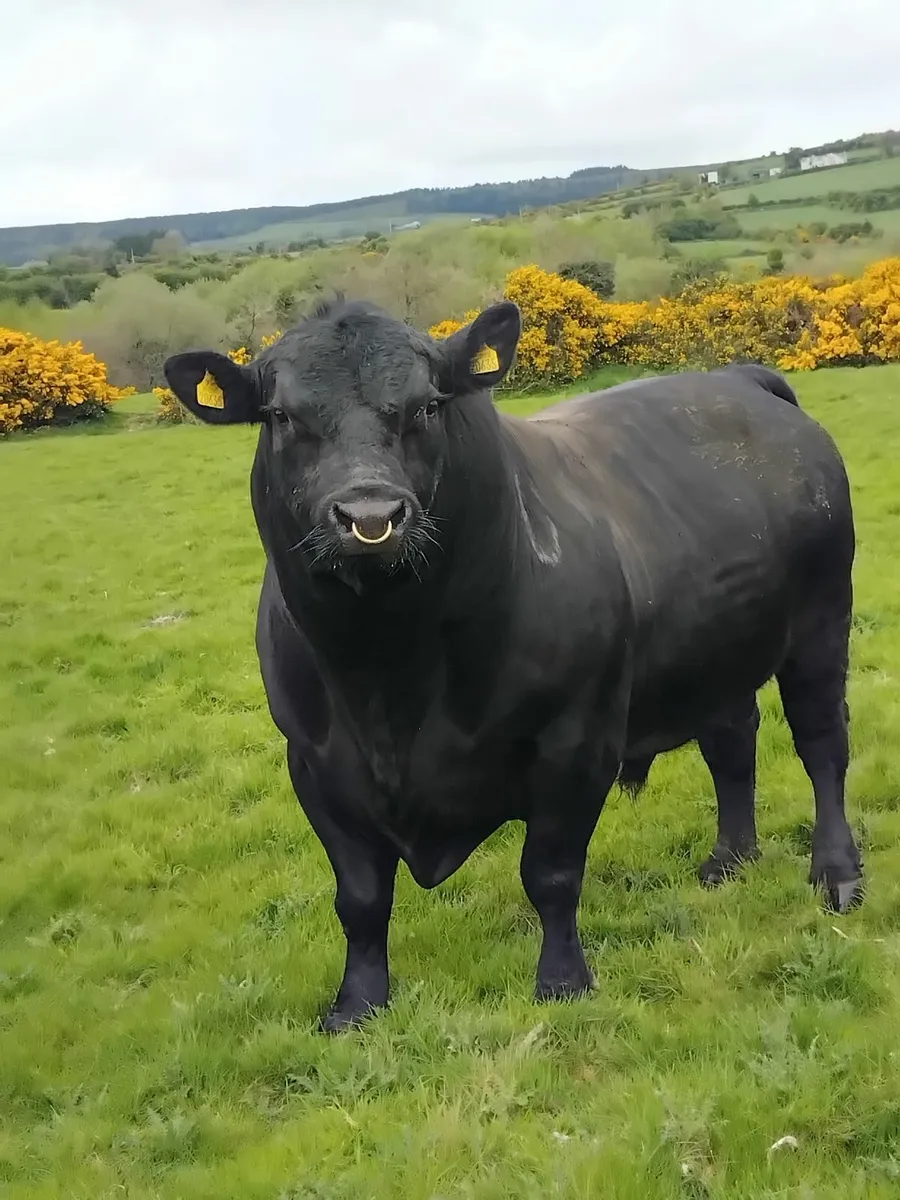 Angus bull - Image 3
