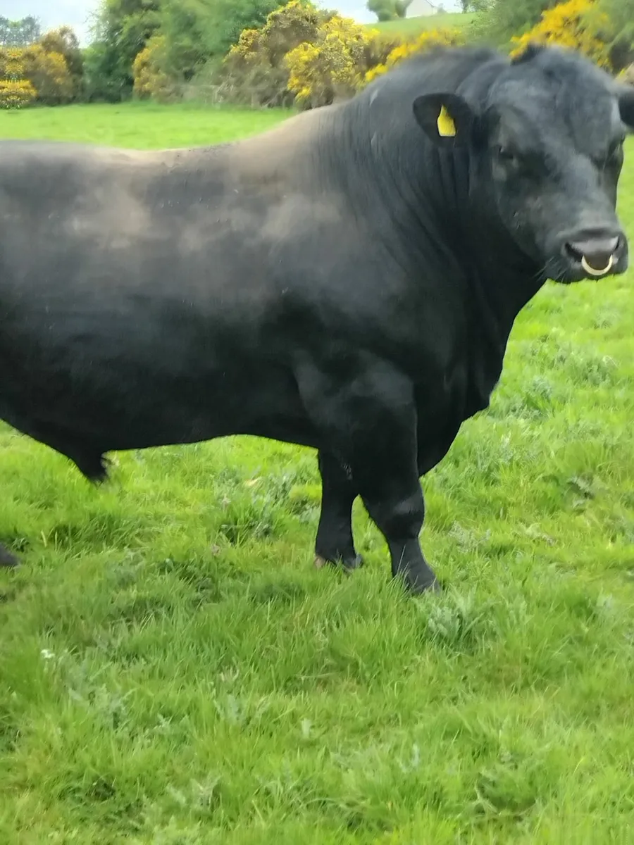 Angus bull - Image 4