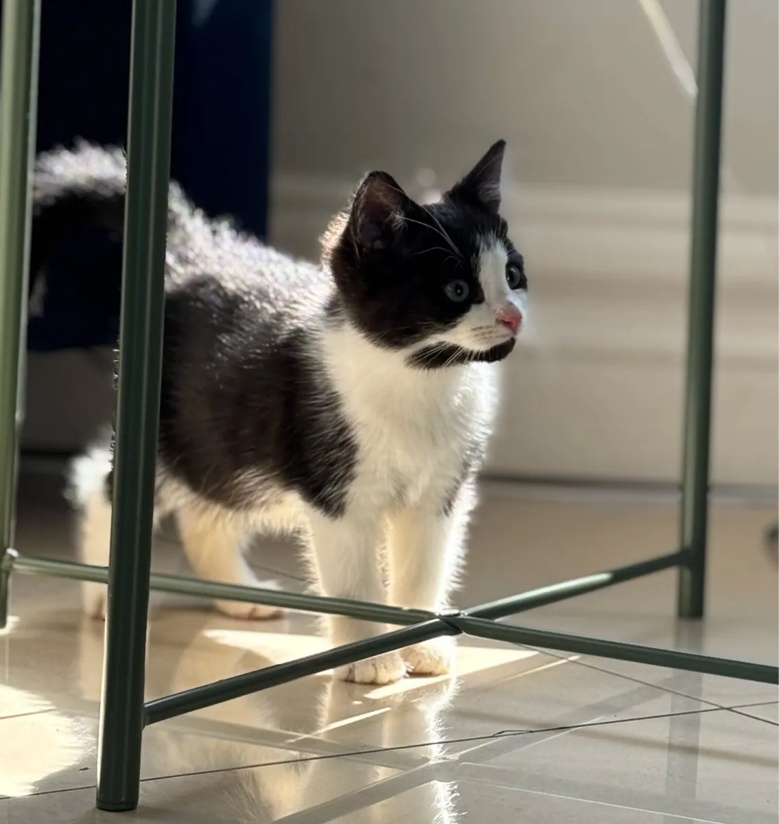 Beautiful kitten. Can deliver - Image 2