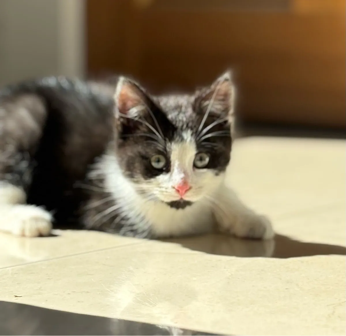 Beautiful kitten. Can deliver - Image 3