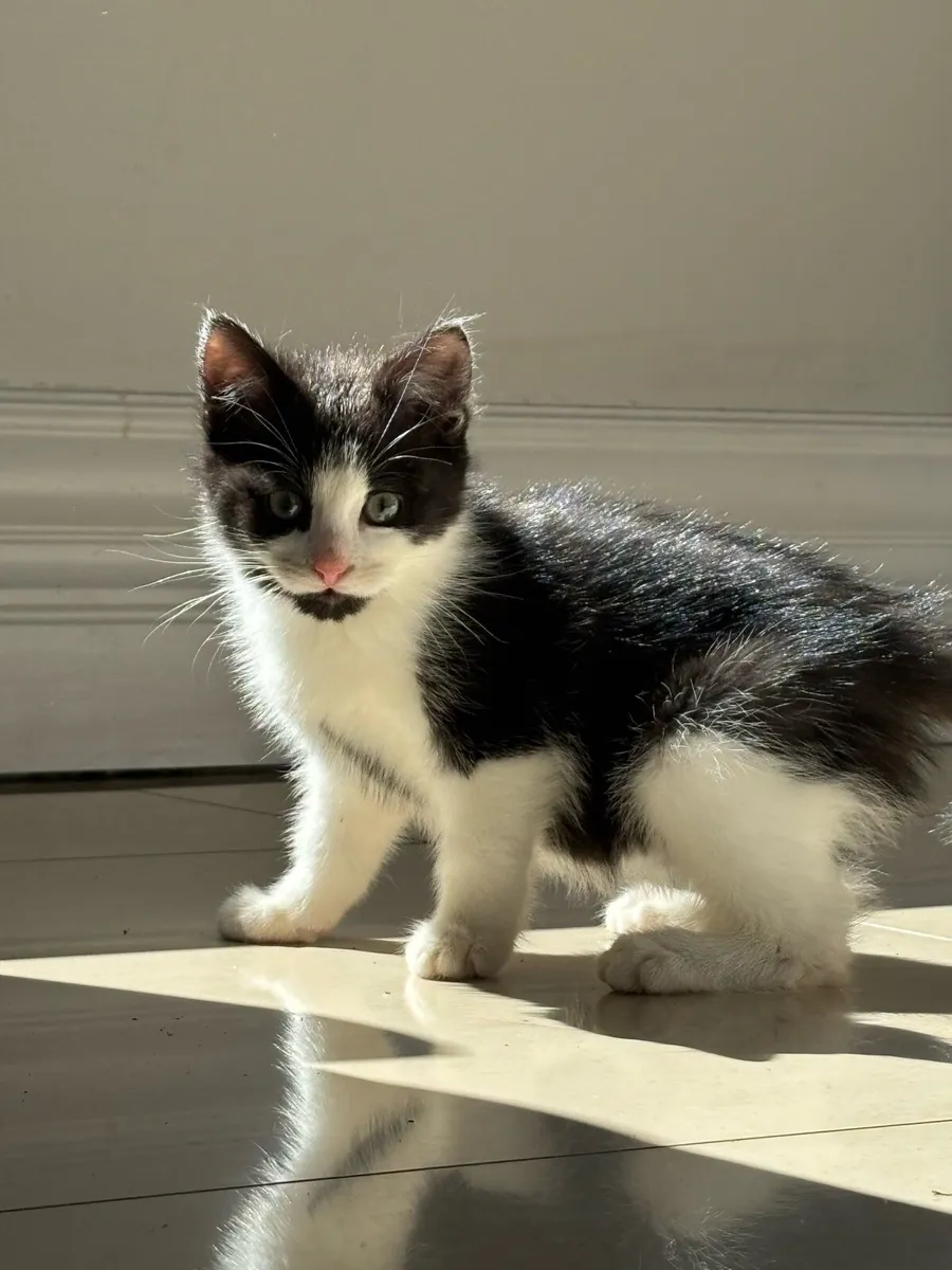 Beautiful kitten. Can deliver - Image 4