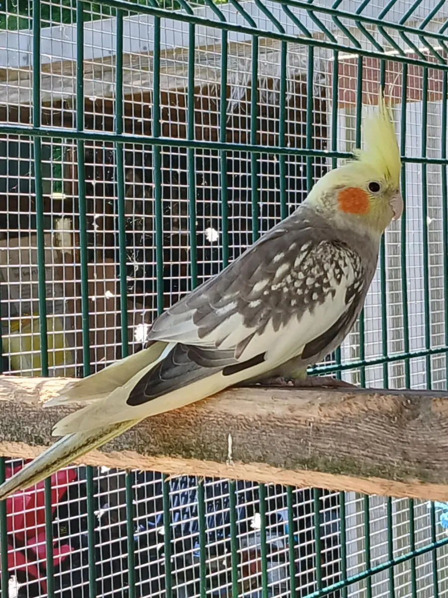 Female cockatiel