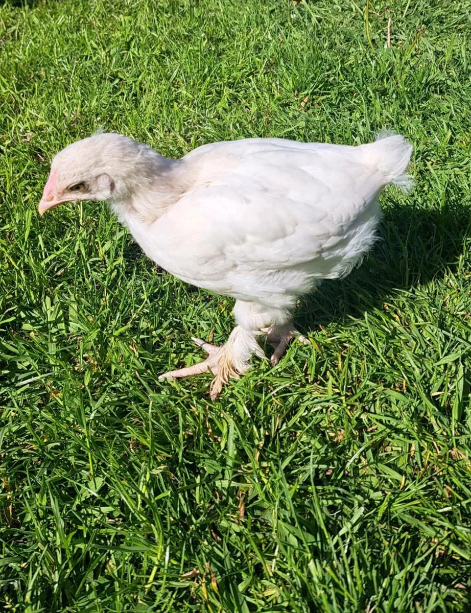 Bresse x Brahma Chicks‼️ €45 For Everything ‼️ - Image 2