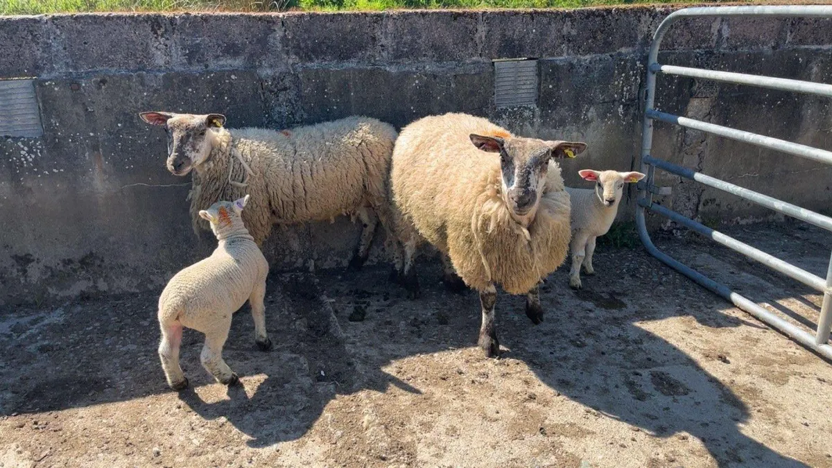 Omagh Mart 17 May 2025 - Image 2
