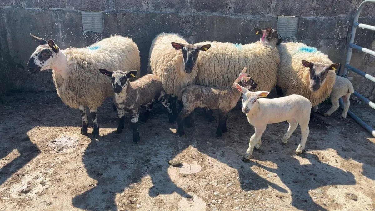Omagh Mart 17 May 2025 - Image 3