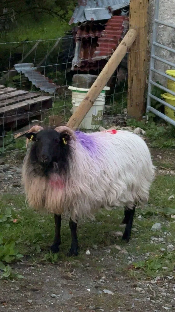 Mayo Foster Ewe - Image 1