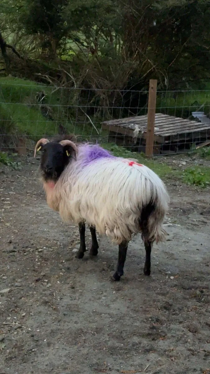 Mayo Foster Ewe - Image 2
