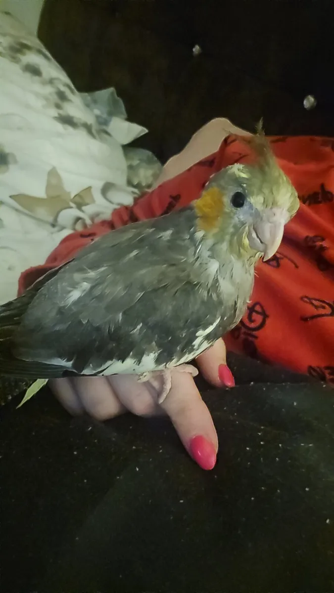 12 week old hand reared cockatiel - Image 1