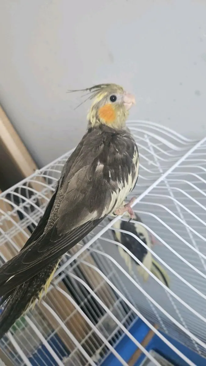 12 week old hand reared cockatiel - Image 2
