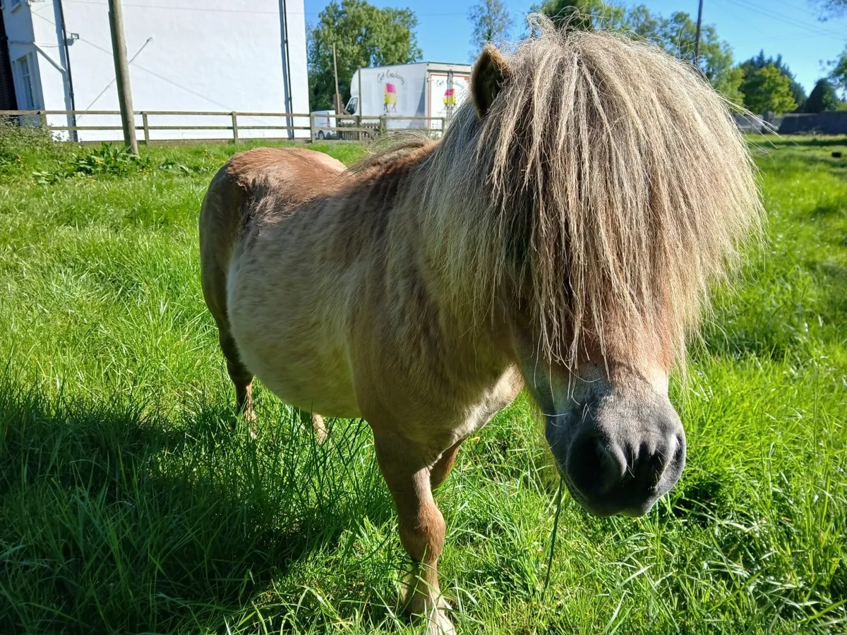 Shetland Pony - Image 1
