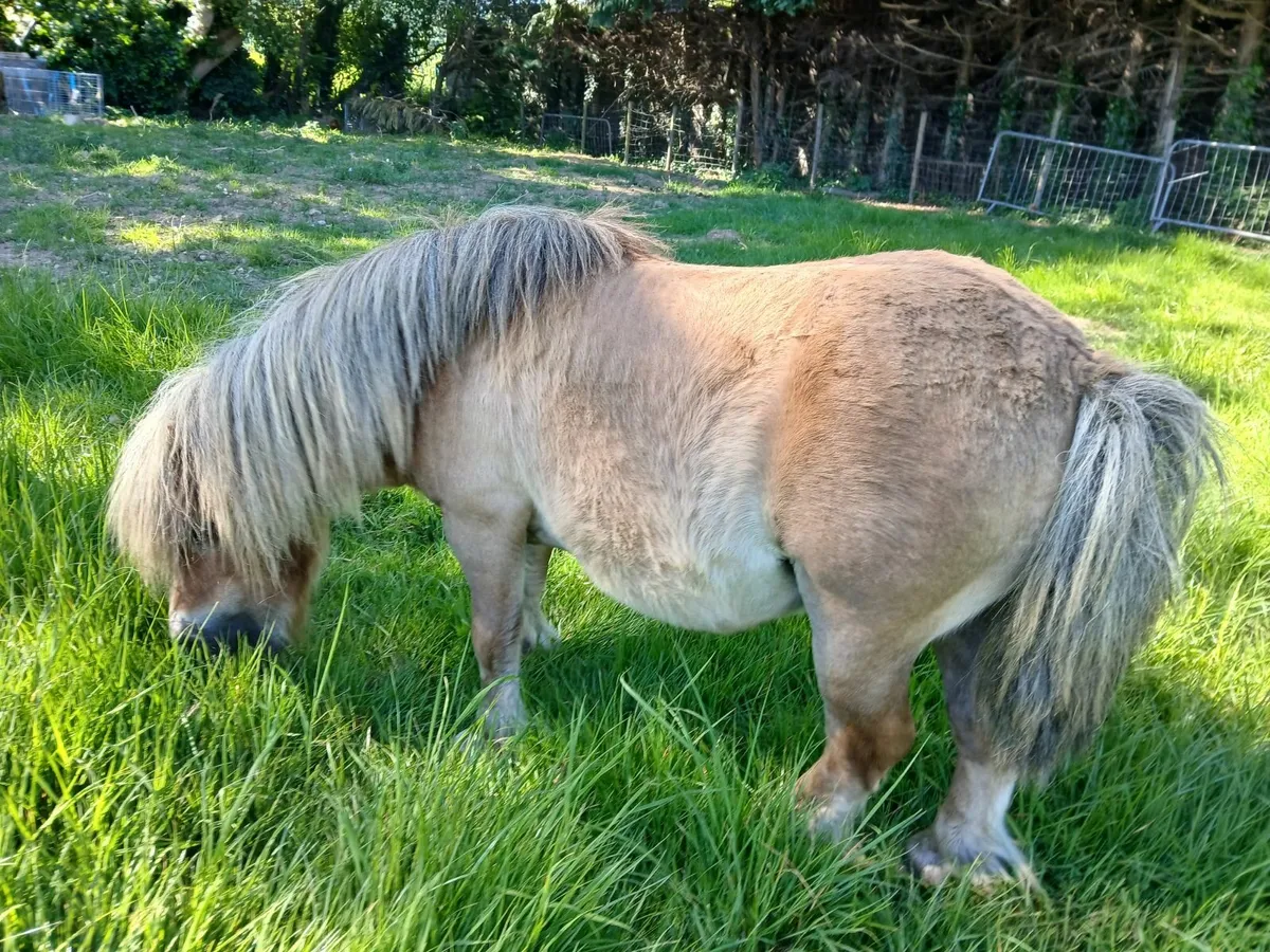 Shetland Pony - Image 2