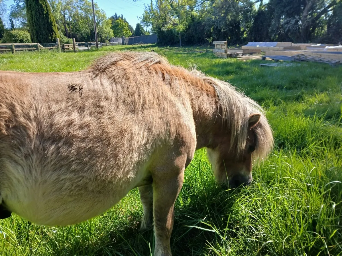 Shetland Pony - Image 3