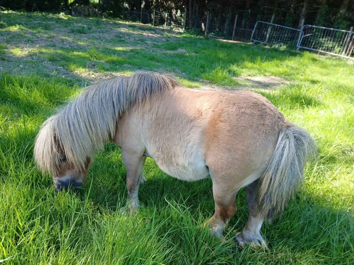 Shetland Pony - Image 4