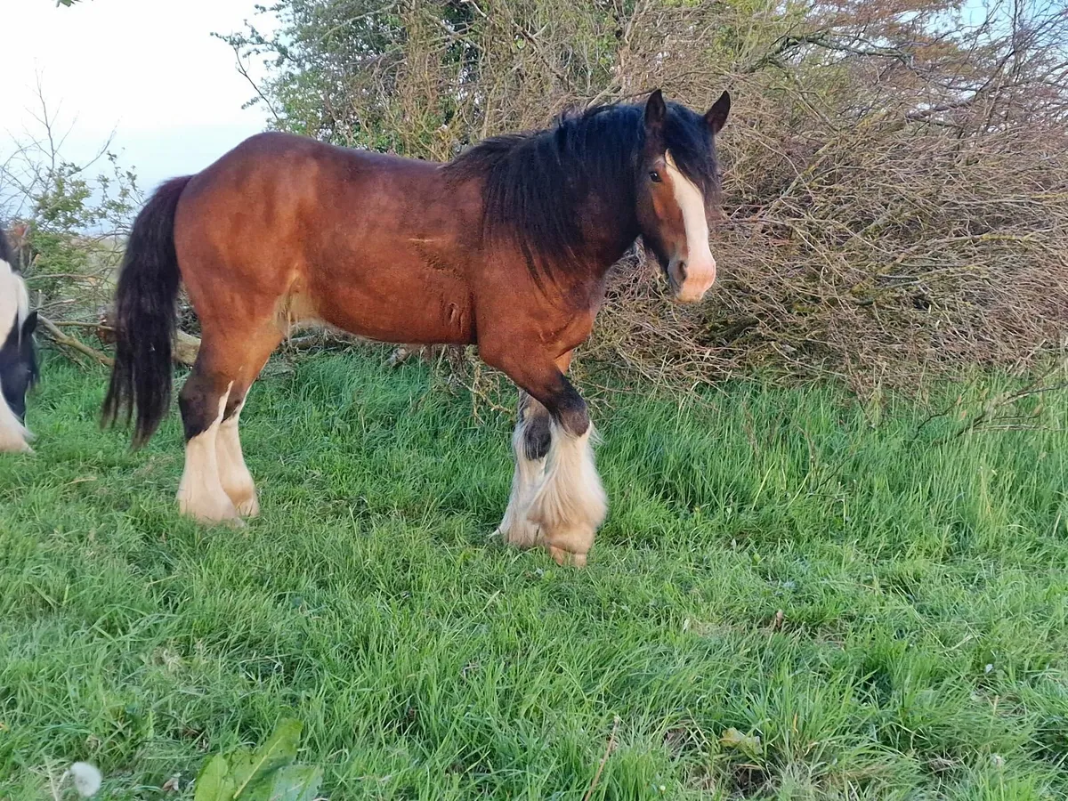 COB Stallion - Image 1