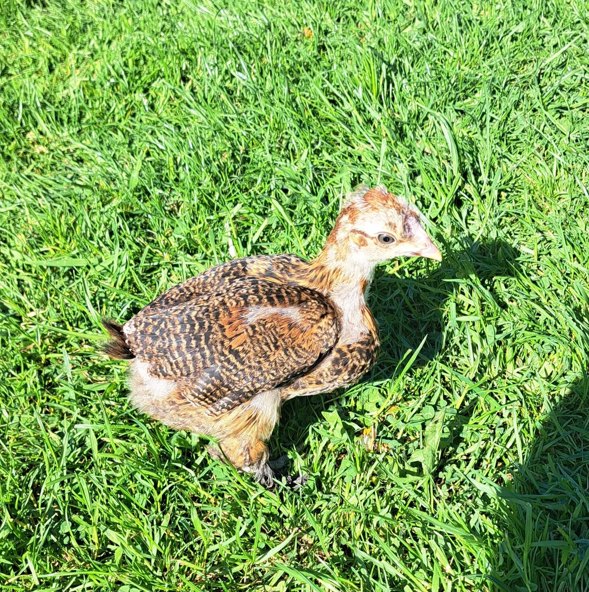 Bresse x Brahma Chicks‼️ €45 For Everything ‼️ - Image 3