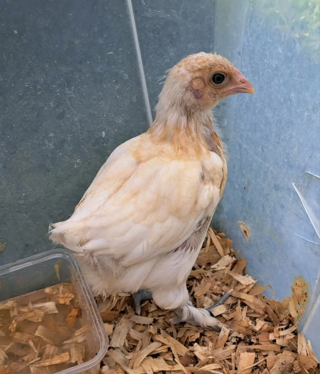 Bresse x Brahma Chicks‼️ €45 For Everything ‼️ - Image 4