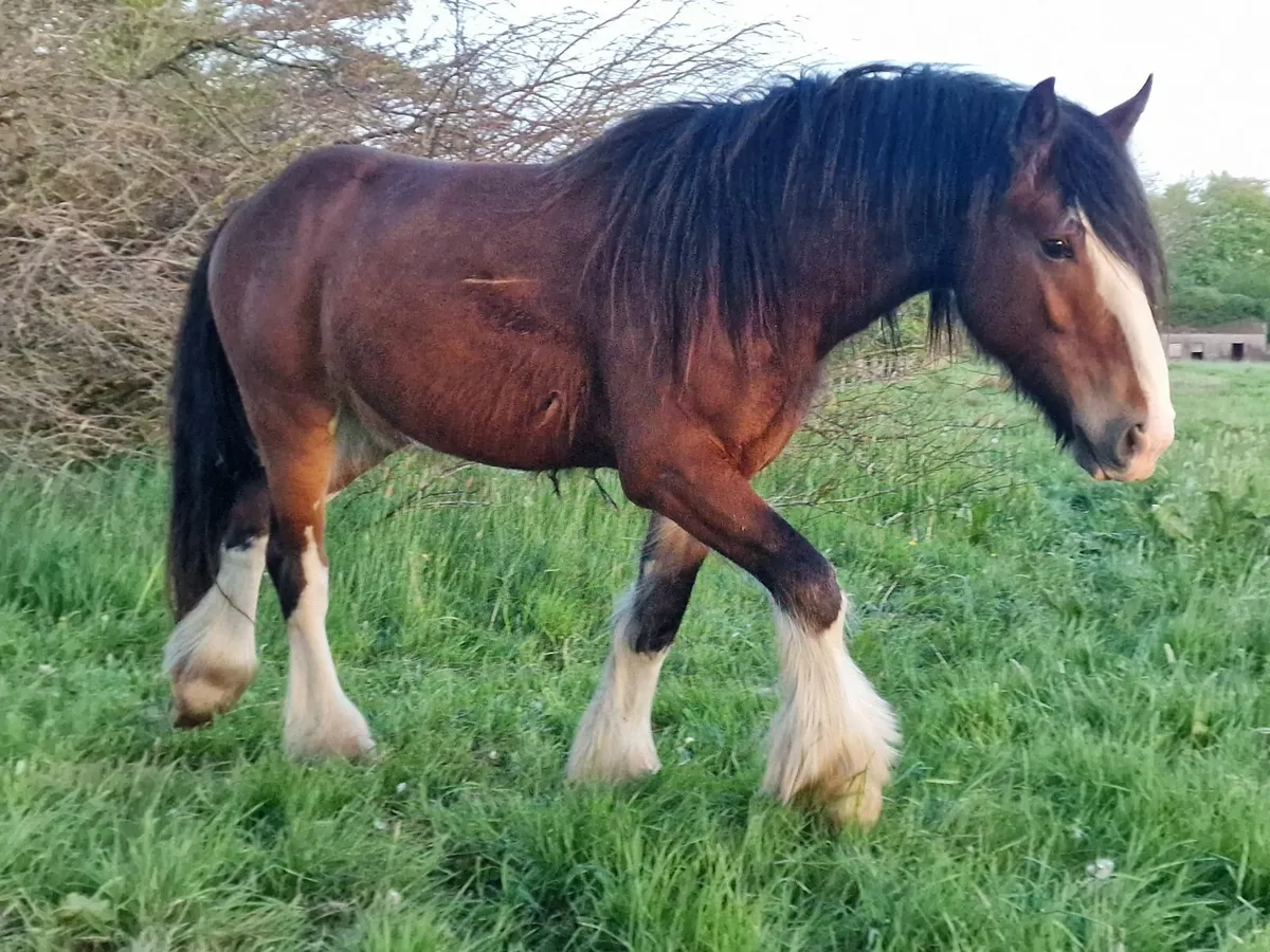 COB Stallion - Image 2