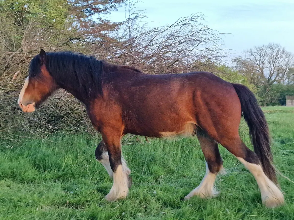 COB Stallion - Image 3