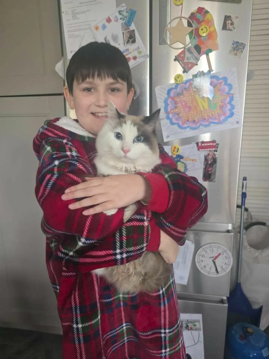 Mr Bentley ragdoll - Image 1