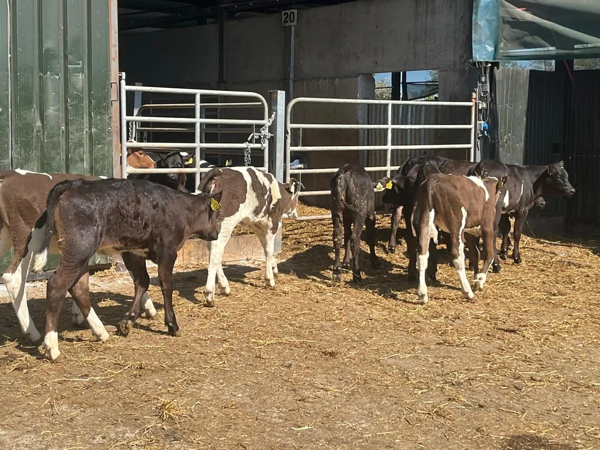 12 super continental runner heifers - Image 2
