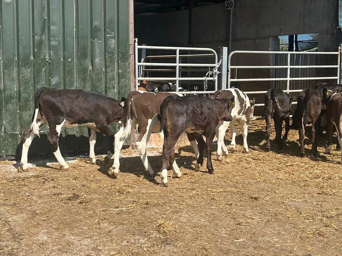 12 super continental runner heifers - Image 3
