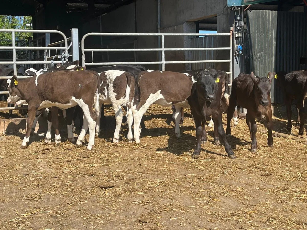 12 super continental runner heifers - Image 4