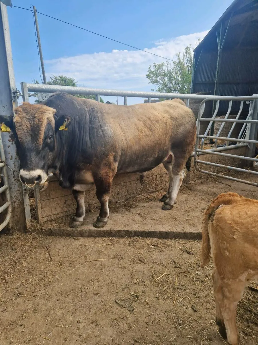 Aubrac bull - Image 1