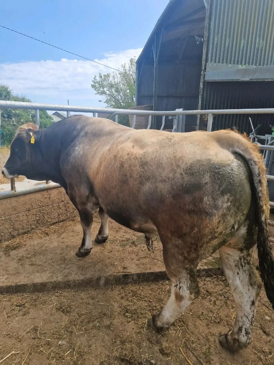 Aubrac bull - Image 2