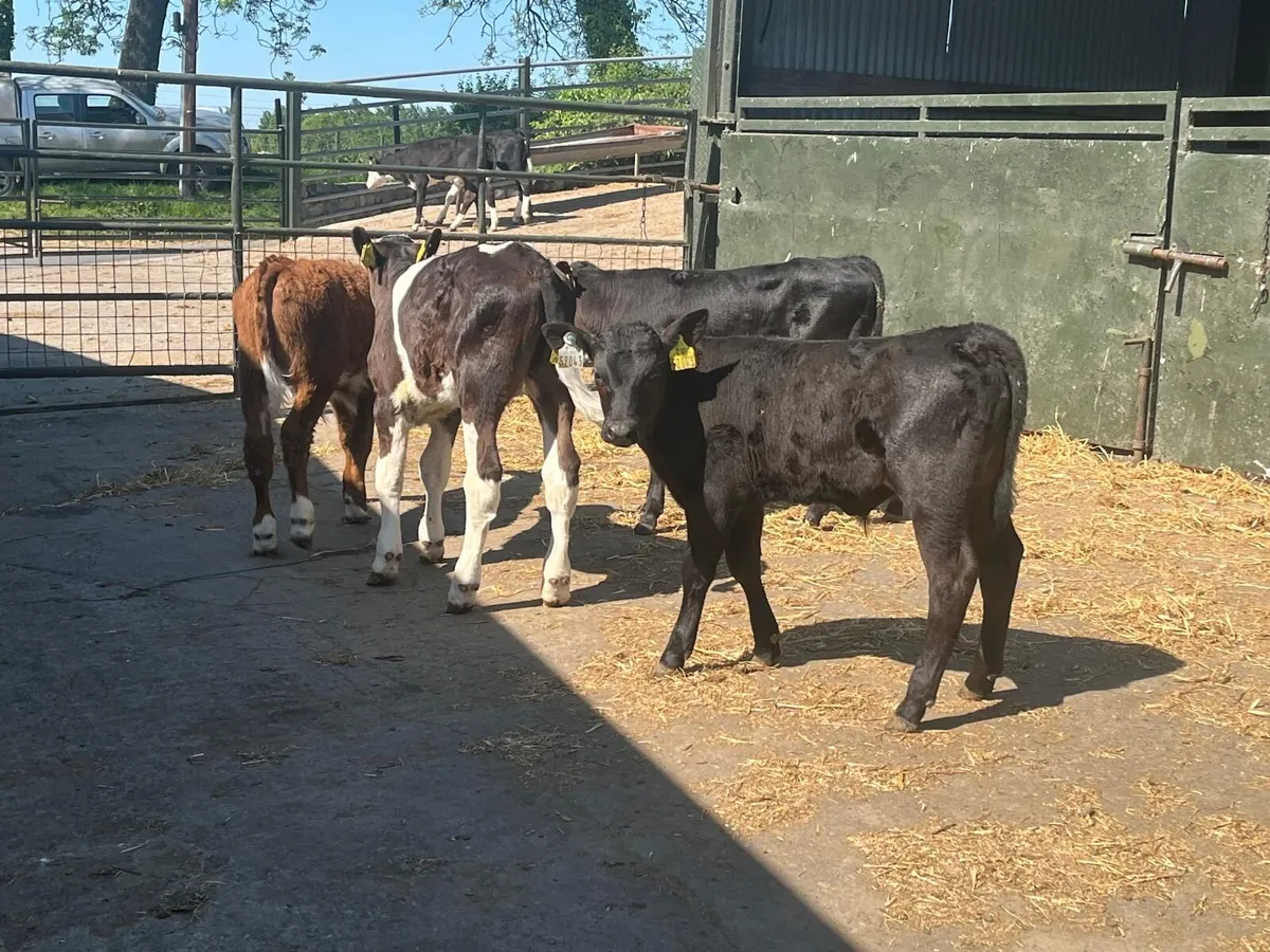 15 super weaned bull runners - Image 1