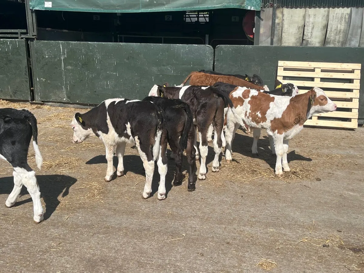 15 super weaned bull runners - Image 2