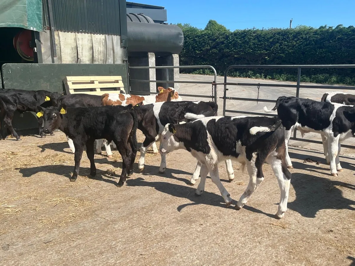 15 super weaned bull runners - Image 3