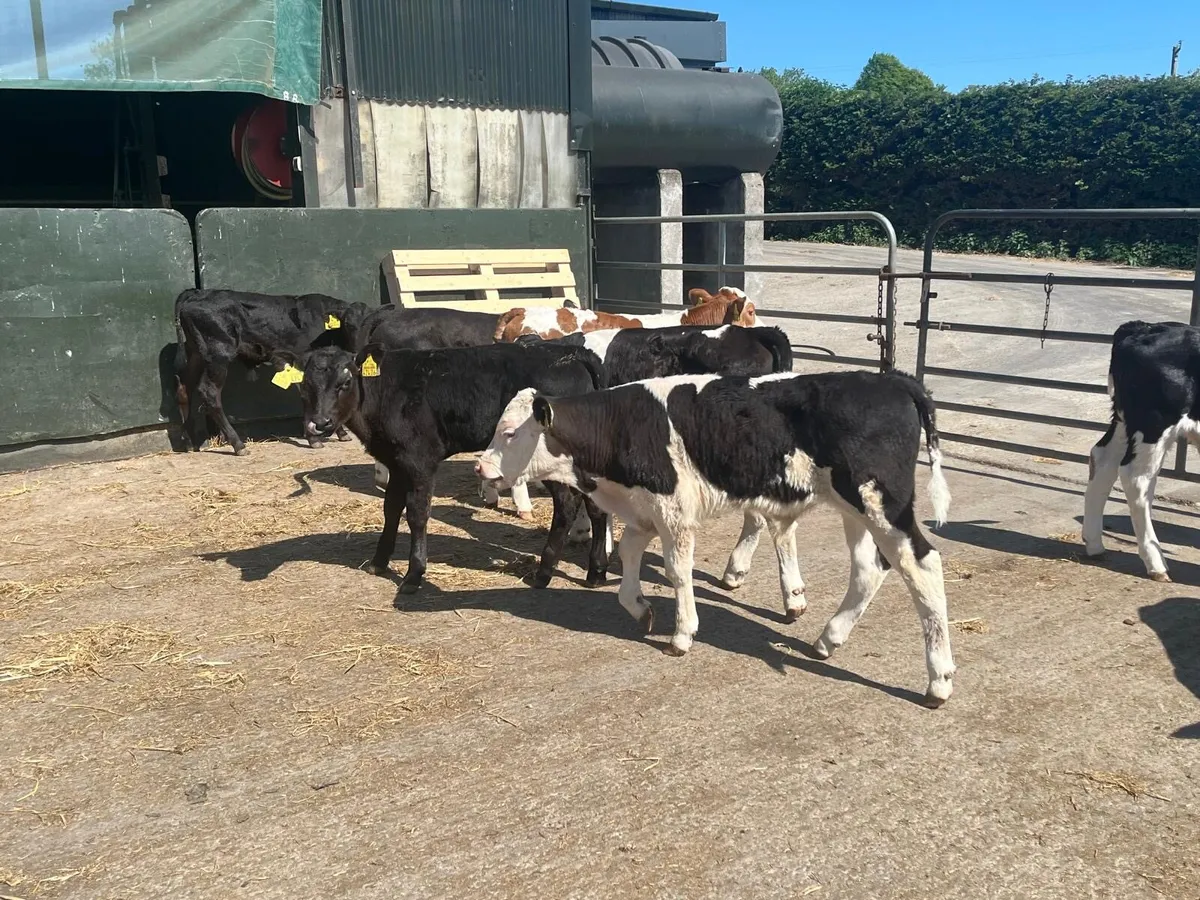 15 super weaned bull runners - Image 4