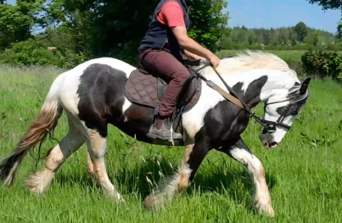 15.1 piebald cob gelding - Image 1