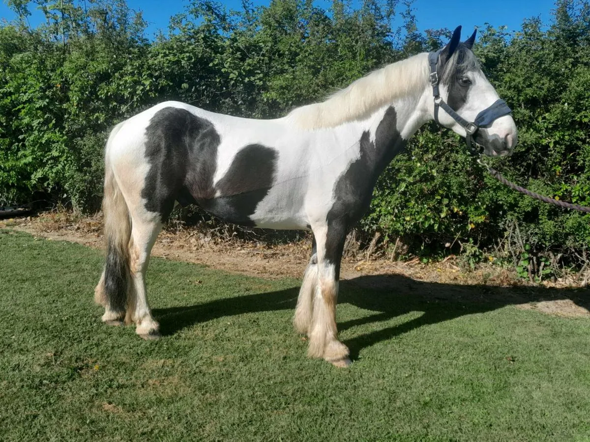 15.1 piebald cob gelding - Image 2