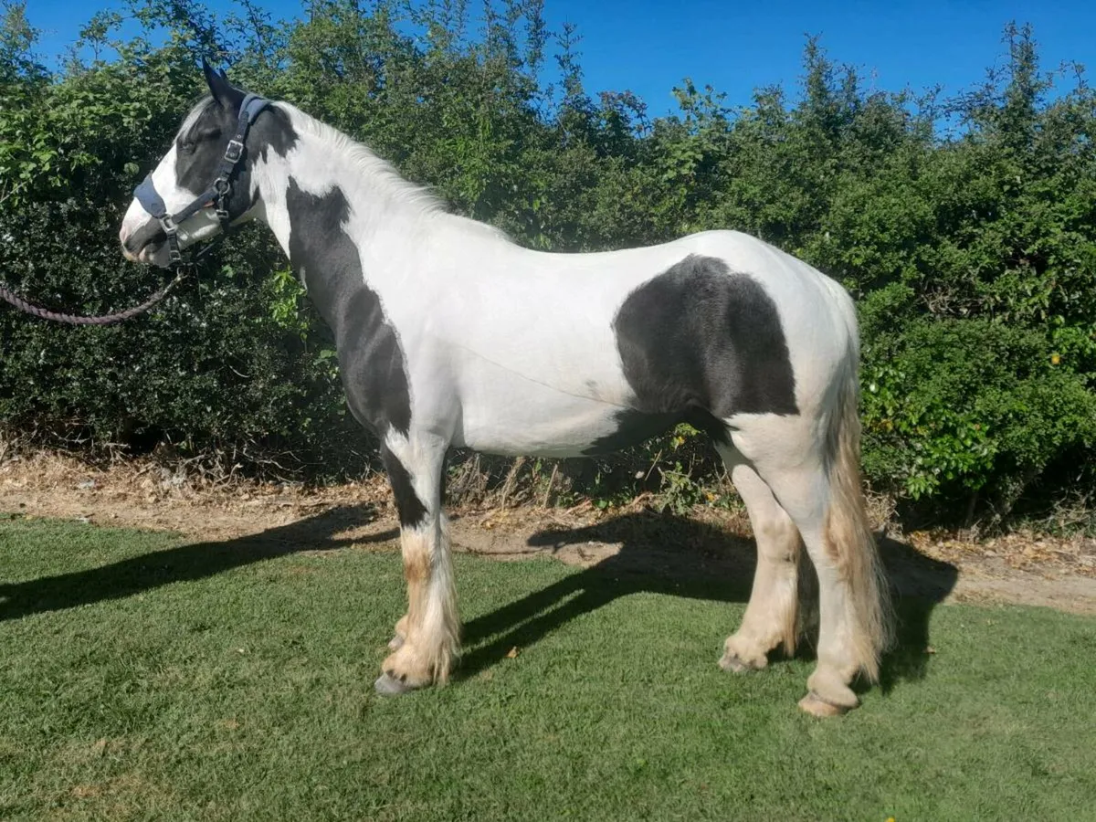 15.1 piebald cob gelding - Image 3