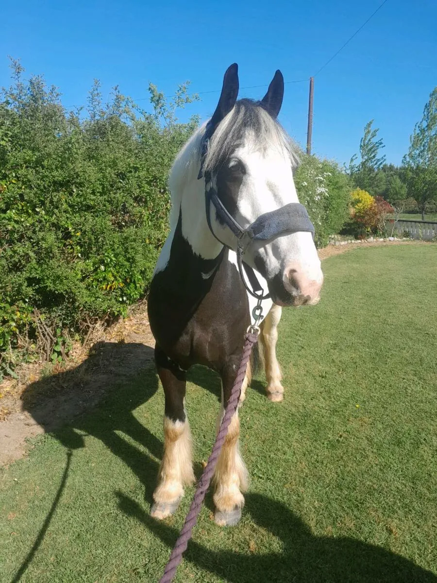15.1 piebald cob gelding - Image 4