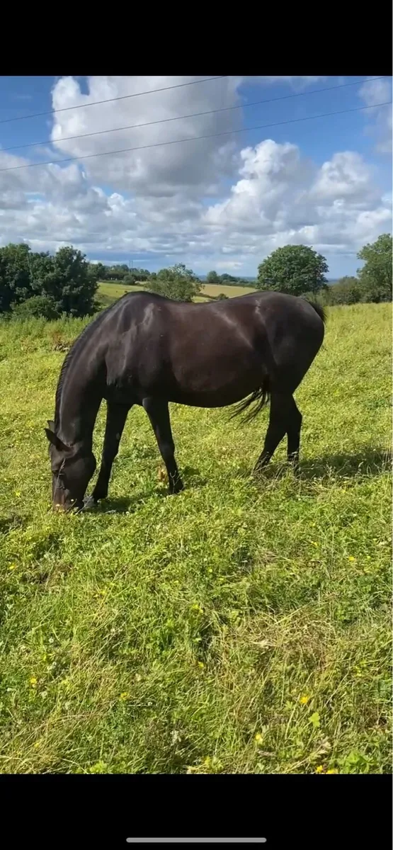 Broodmare - Image 3