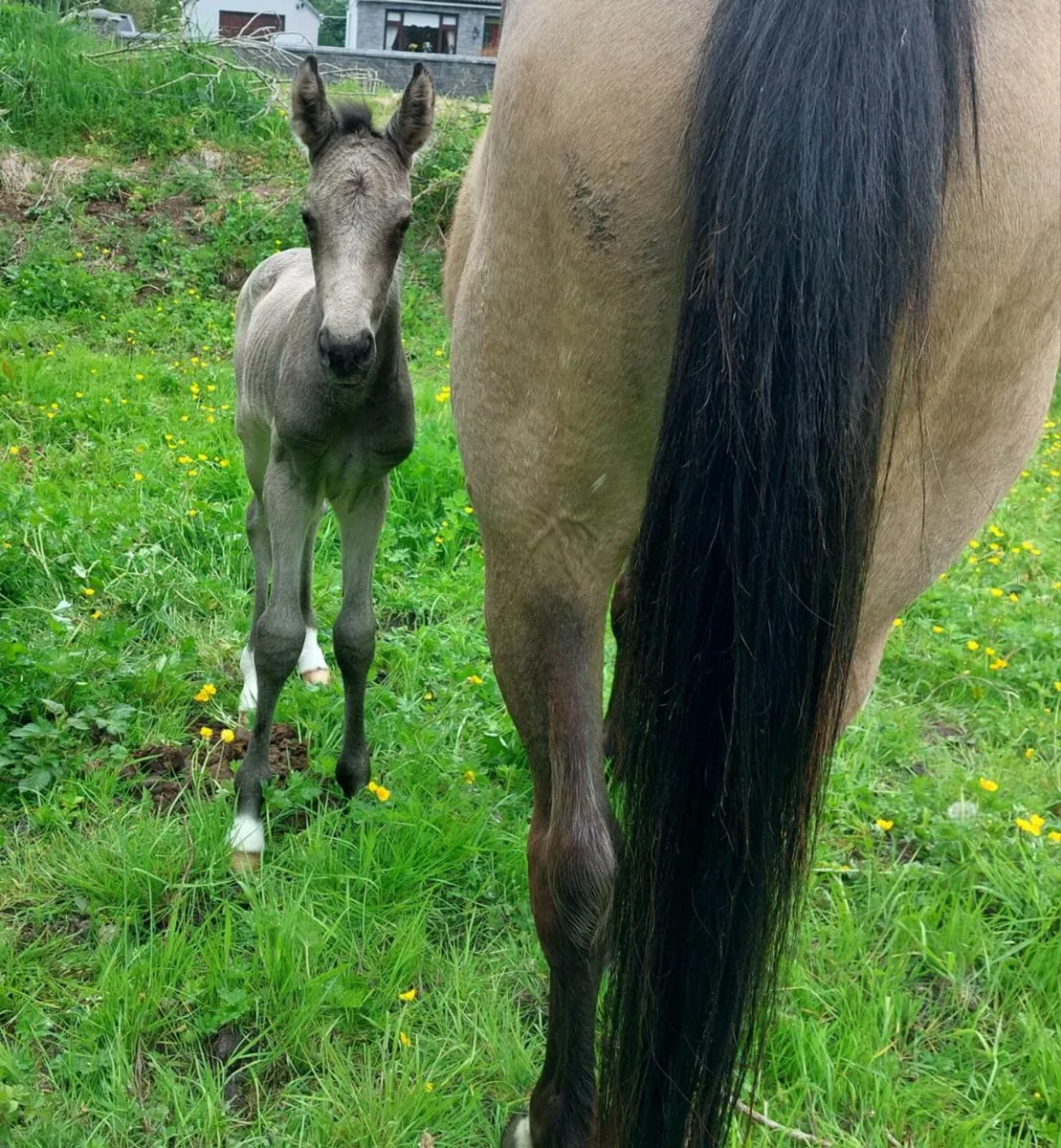 Zidane. Stallion at stud - Image 3