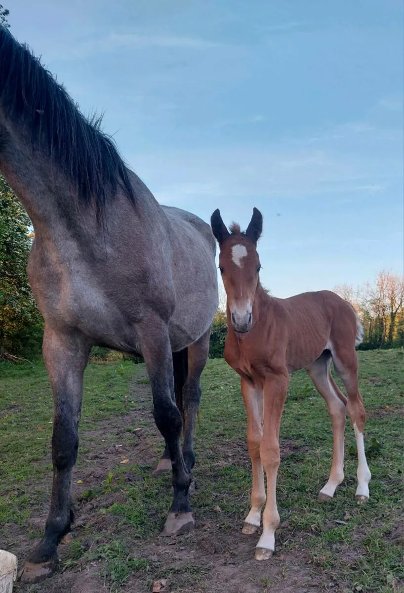 Zidane. Stallion at stud - Image 4
