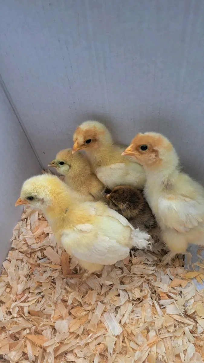 Bresse x Brahma Chicks‼️ €45 For Everything ‼️ - Image 1