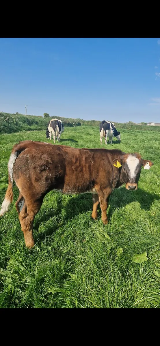 Aubrac bull - Image 3