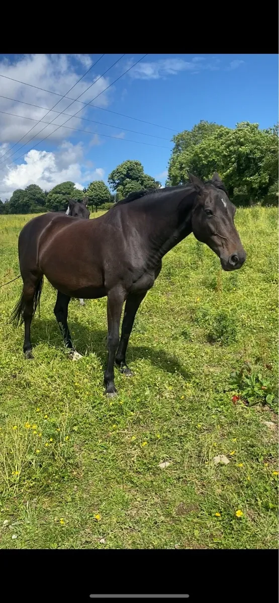Broodmare - Image 1