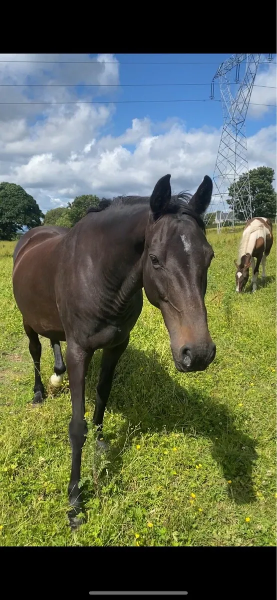 Broodmare - Image 2