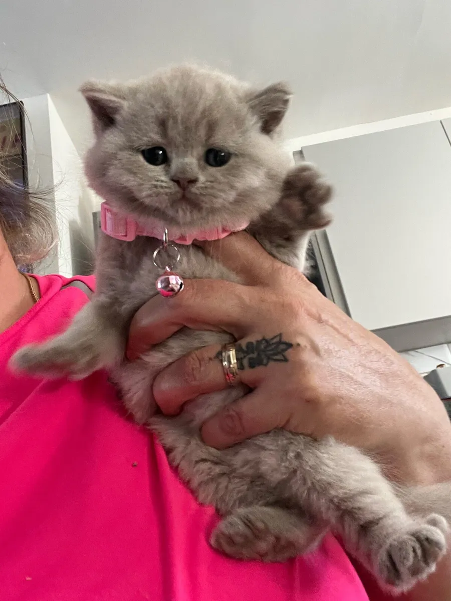 British and Scottish ❤️🥰🐈‍⬛ - Image 1