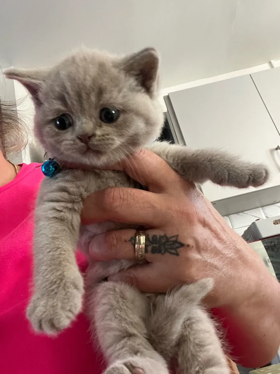 British and Scottish ❤️🥰🐈‍⬛ - Image 3