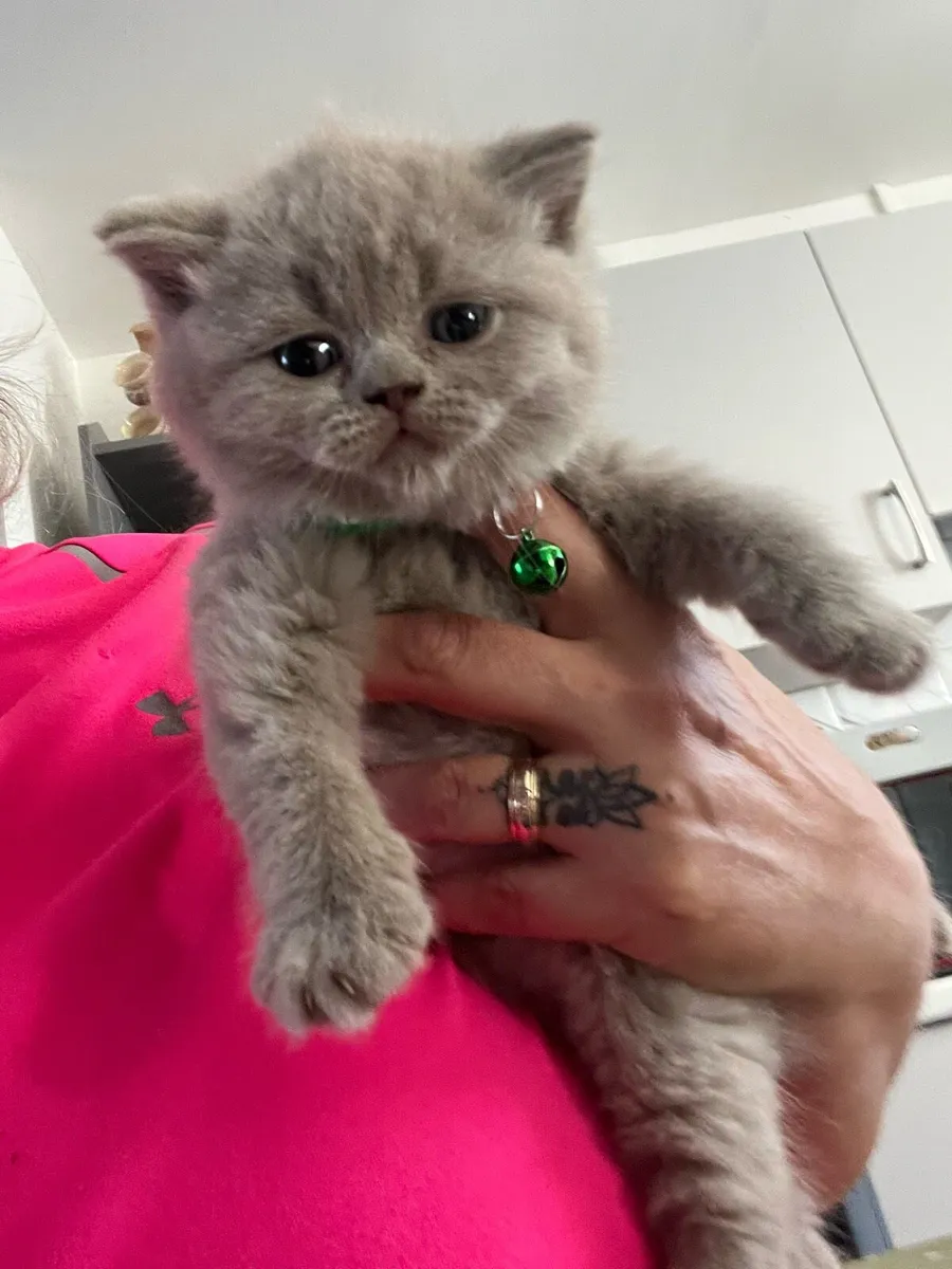 British and Scottish ❤️🥰🐈‍⬛ - Image 4