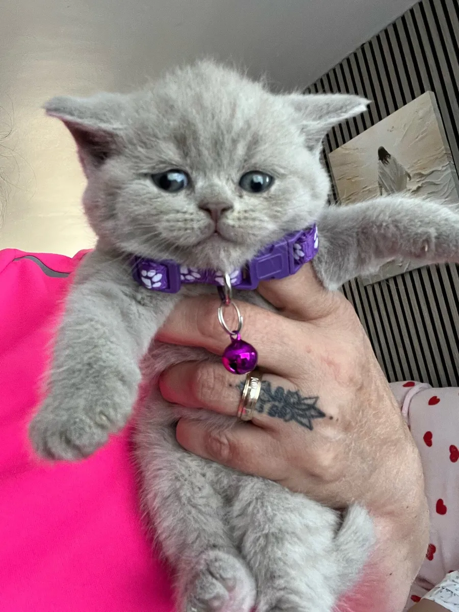 British and Scottish ❤️🥰🐈‍⬛ - Image 3