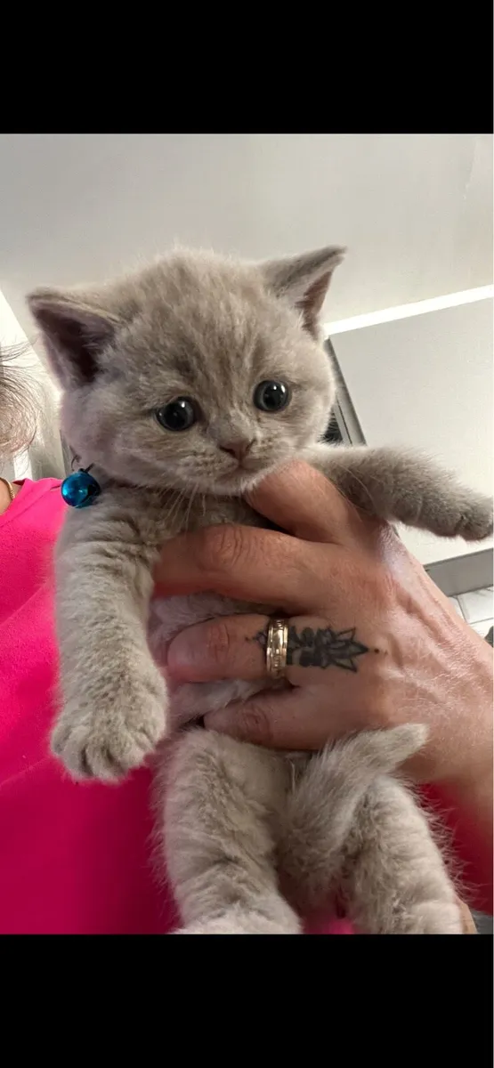British and Scottish ❤️🥰🐈‍⬛ - Image 4